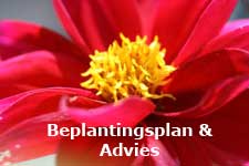 Beplantingsplan en Advies